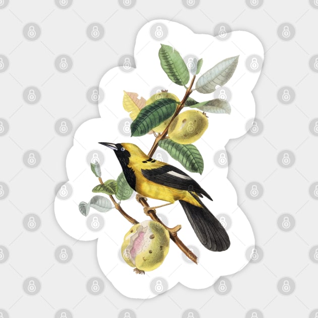 Yellow Bird on Branch Sticker by StarDash_World